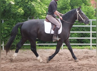 Schweres Warmblut, Wałach, 4 lat, 160 cm, Kara