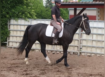 Schweres Warmblut, Wałach, 4 lat, 160 cm, Kara