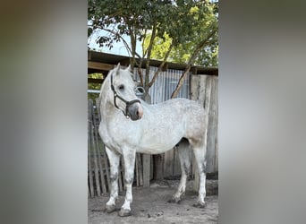 Schweres Warmblut, Wałach, 4 lat, 160 cm, Siwa