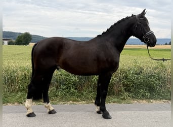 Schweres Warmblut, Wałach, 4 lat, 162 cm, Kara