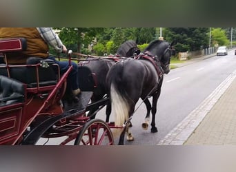 Schweres Warmblut, Wałach, 4 lat, 162 cm, Siwa
