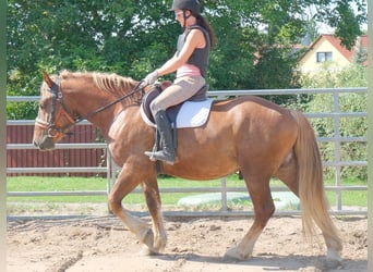 Schweres Warmblut Mix, Wałach, 4 lat, 163 cm, Ciemnokasztanowata