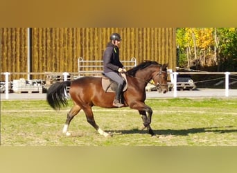 Schweres Warmblut, Wałach, 4 lat, 163 cm, Gniada