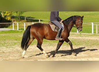 Schweres Warmblut, Wałach, 4 lat, 163 cm, Gniada