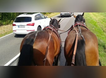 Schweres Warmblut, Wałach, 4 lat, 163 cm, Gniada