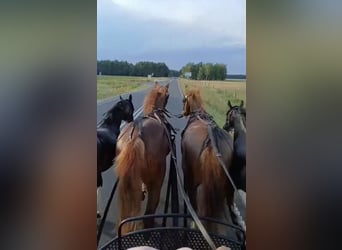 Schweres Warmblut, Wałach, 4 lat, 163 cm, Kasztanowata