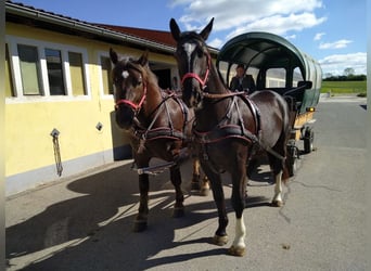 Schweres Warmblut, Wałach, 4 lat, 164 cm, Kara