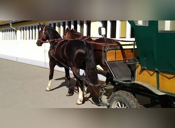 Schweres Warmblut, Wałach, 4 lat, 164 cm, Kara