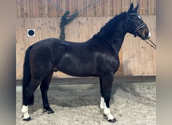 Schweres Warmblut, Wałach, 4 lat, 164 cm