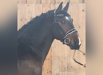 Schweres Warmblut, Wałach, 4 lat, 165 cm, Gniada