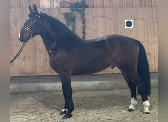 Schweres Warmblut, Wałach, 4 lat, 165 cm, Gniada