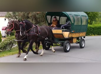 Schweres Warmblut, Wałach, 4 lat, 165 cm, Kara