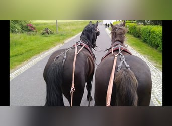 Schweres Warmblut, Wałach, 4 lat, 165 cm, Kara