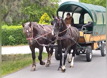 Schweres Warmblut, Wałach, 4 lat, 165 cm, Kara