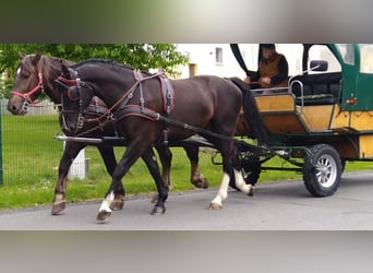 Schweres Warmblut, Wałach, 4 lat, 165 cm, Kara