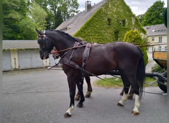Schweres Warmblut, Wałach, 4 lat, 165 cm, Kara