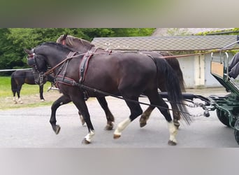 Schweres Warmblut, Wałach, 4 lat, 165 cm, Kara