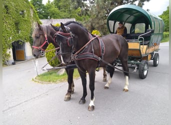 Schweres Warmblut, Wałach, 4 lat, 165 cm, Kara