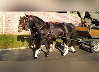 Schweres Warmblut, Wałach, 4 lat, 166 cm, Kara
