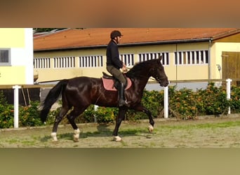 Schweres Warmblut, Wałach, 4 lat, 166 cm, Kara