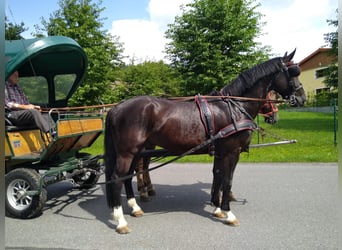 Schweres Warmblut, Wałach, 4 lat, 166 cm, Kara