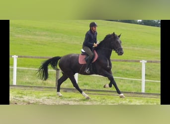 Schweres Warmblut, Wałach, 4 lat, 166 cm, Kara