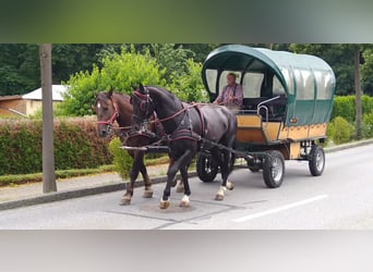 Schweres Warmblut, Wałach, 4 lat, 166 cm, Kara