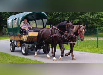Schweres Warmblut, Wałach, 4 lat, 166 cm, Kara