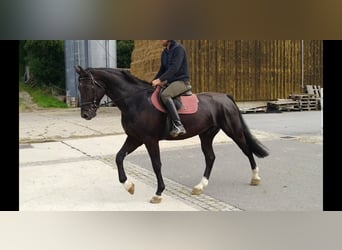 Schweres Warmblut, Wałach, 4 lat, 166 cm, Kara