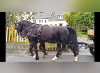 Schweres Warmblut, Wałach, 4 lat, 166 cm, Kara