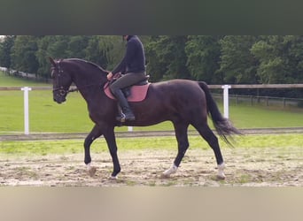 Schweres Warmblut, Wałach, 4 lat, 166 cm, Kara