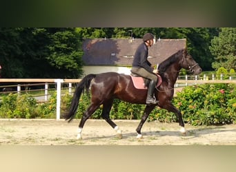 Schweres Warmblut, Wałach, 4 lat, 166 cm, Kara