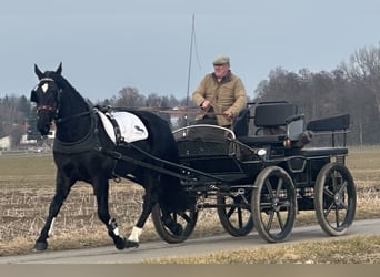Schweres Warmblut, Wałach, 4 lat, 166 cm, Kara