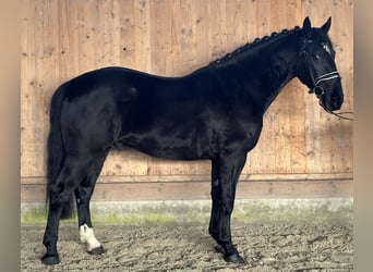 Schweres Warmblut, Wałach, 4 lat, 166 cm, Kara