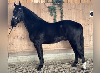 Schweres Warmblut, Wałach, 4 lat, 166 cm, Kara