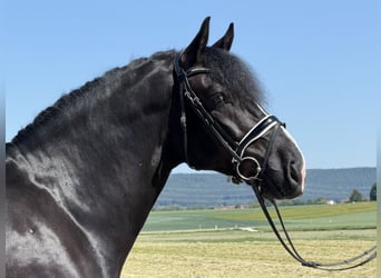 Schweres Warmblut, Wałach, 4 lat, 167 cm, Kara