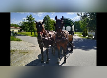 Schweres Warmblut, Wałach, 4 lat, 168 cm, Gniada