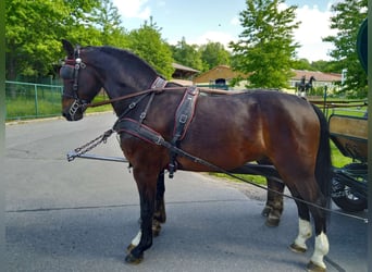 Schweres Warmblut, Wałach, 4 lat, 168 cm, Gniada