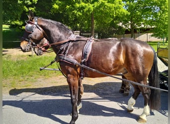 Schweres Warmblut, Wałach, 4 lat, 168 cm, Gniada