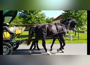 Schweres Warmblut, Wałach, 4 lat, 172 cm, Karosiwa