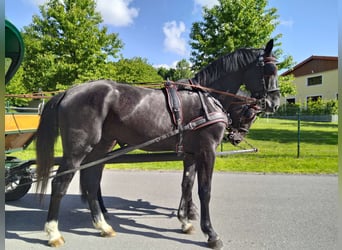 Schweres Warmblut, Wałach, 4 lat, 172 cm, Karosiwa
