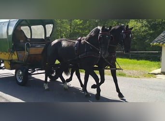Schweres Warmblut, Wałach, 4 lat, 172 cm, Karosiwa