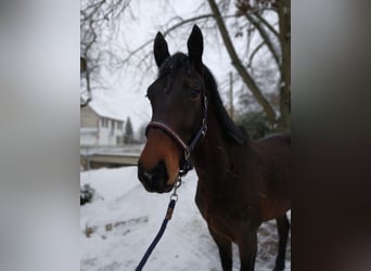 Schweres Warmblut, Wałach, 4 lat, 174 cm, Ciemnogniada