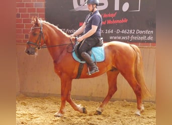 Schweres Warmblut Mix, Wałach, 5 lat, 155 cm