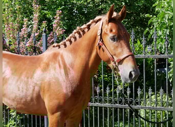 Schweres Warmblut Mix, Wałach, 5 lat, 155 cm