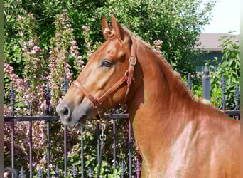 Schweres Warmblut Mix, Wałach, 5 lat, 155 cm