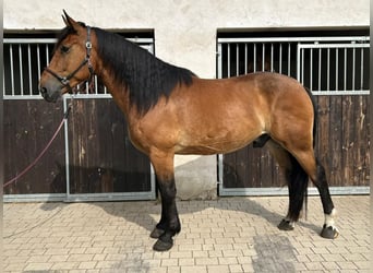 Schweres Warmblut Mix, Wałach, 5 lat, 160 cm, Gniada