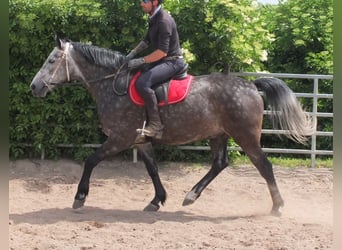 Schweres Warmblut, Wałach, 5 lat, 160 cm, Siwa jabłkowita