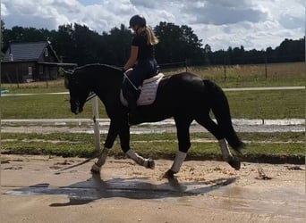 Schweres Warmblut Mix, Wałach, 5 lat, 164 cm, Kara