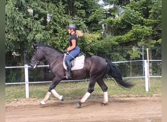 Schweres Warmblut Mix, Wałach, 5 lat, 164 cm, Kara